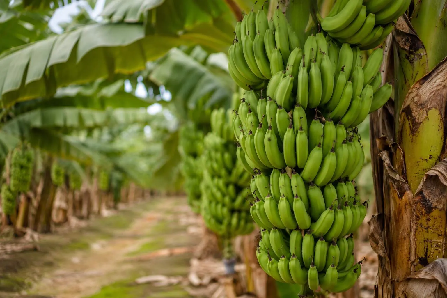 Green banana powder